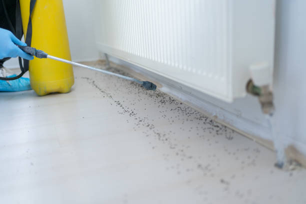 Best Best Pest Control Companies  in Westernport, MD