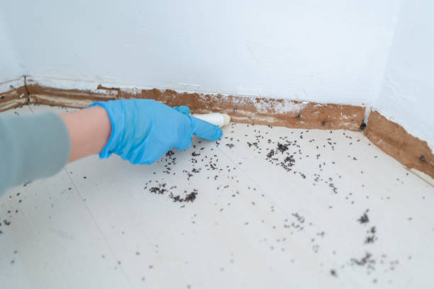 Best Wasp Removal Services  in Westernport, MD